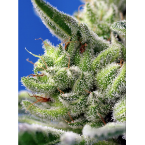 Sweet Gelato Auto. Photo 2